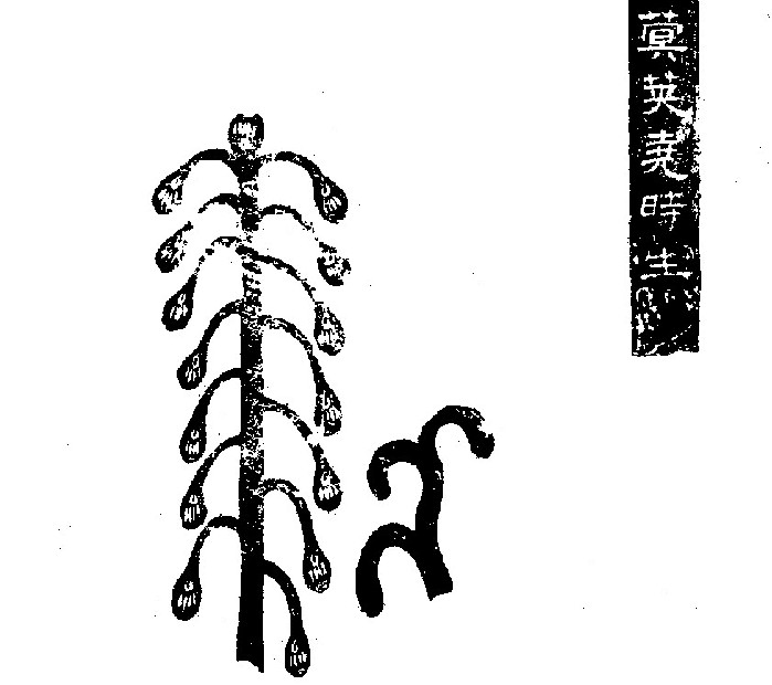 张衡——中国古代科学家的典范