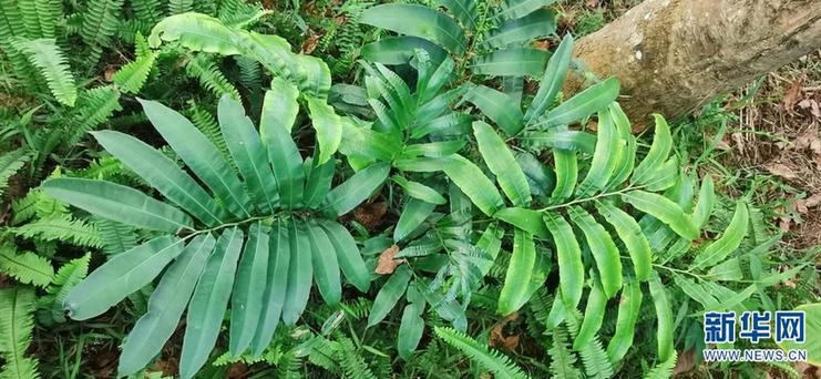 云南大围山发现蕨类植物新种——素功莲座蕨