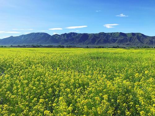 百变芥菜家族只有一个“妈”