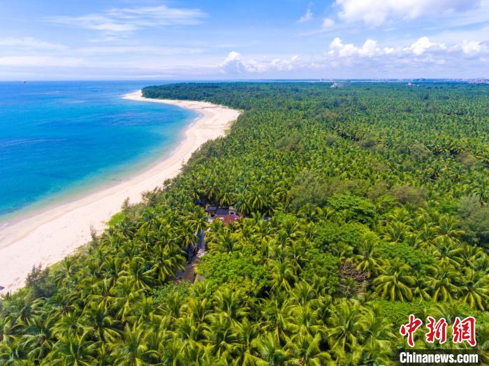 海南鲜食椰子价格翻番