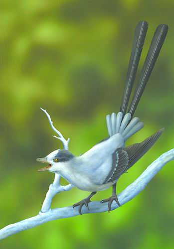 美颜还是求生？1.2亿年前“神鸟”这样选