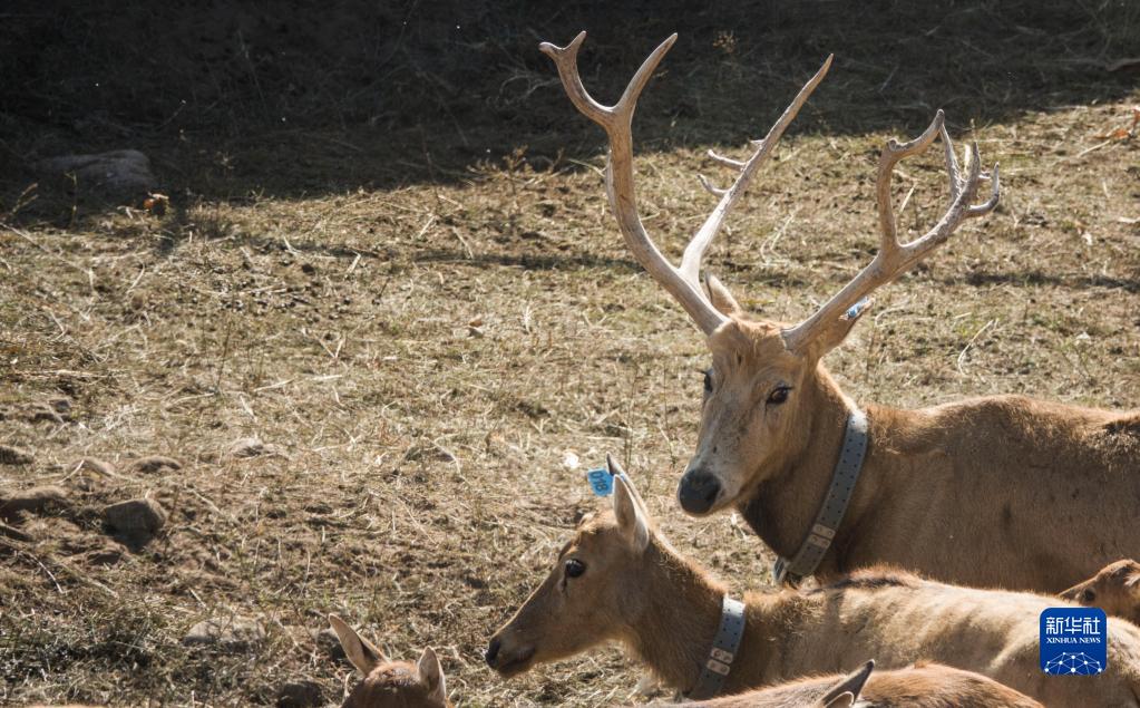 27只麋鹿“落户”内蒙古大青山国家级自然保护区