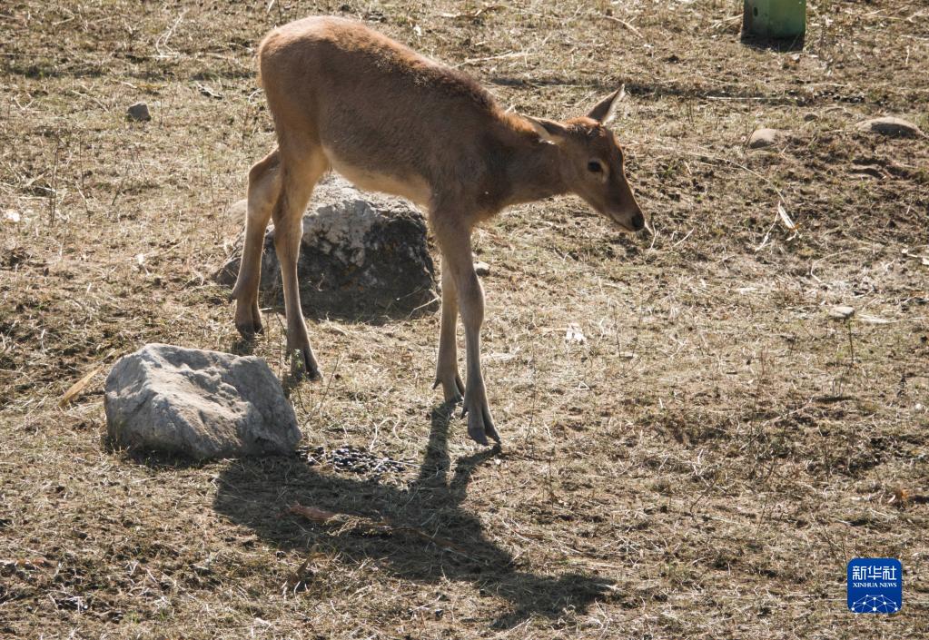 27只麋鹿“落户”内蒙古大青山国家级自然保护区