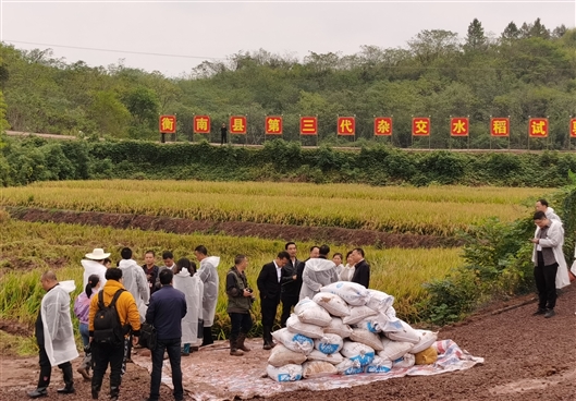 袁隆平团队杂交水稻双季亩产突破1600公斤