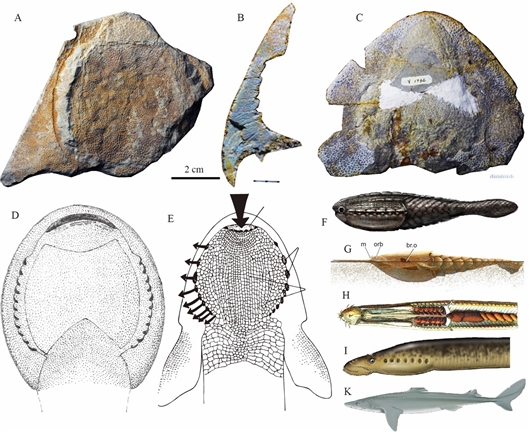 曲靖古鱼王国再现4.2亿年前最大漫游憨鱼