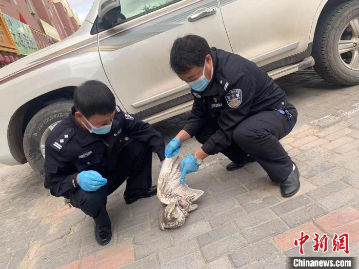 国家一级保护动物猎隼受伤 内蒙古警方送医救治