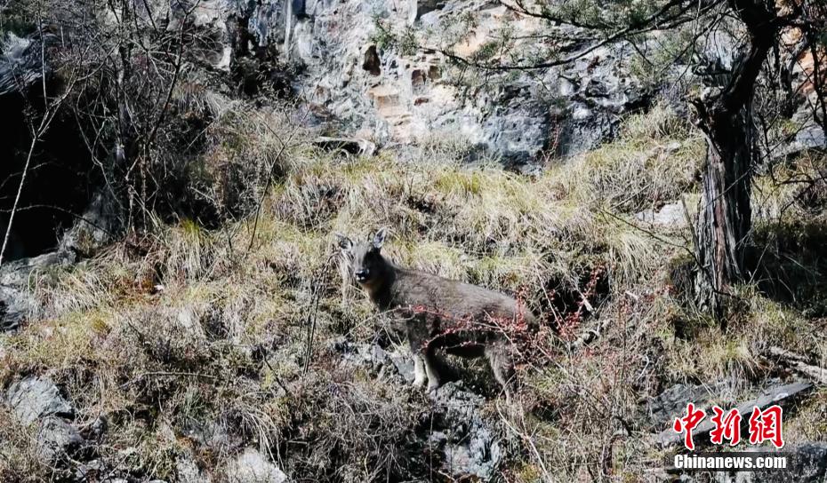 世界濒危物种喜马拉雅斑羚首次现身三江源地区