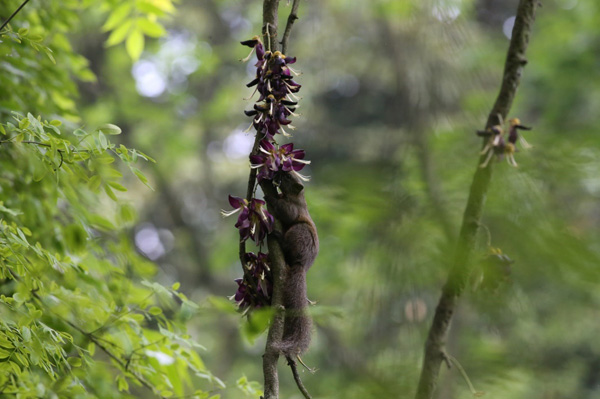 研究发现松鼠为油麻藤提供传粉和种子传播“双重服务”