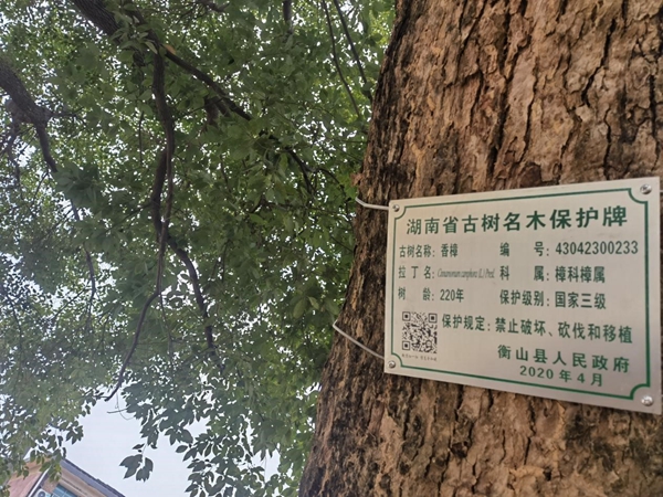香樟树树铭牌内容图片图片