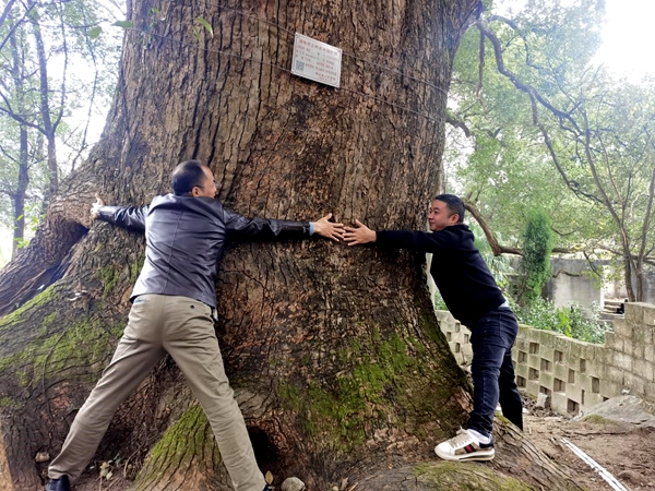 衡山：古樟树有了“身份证”