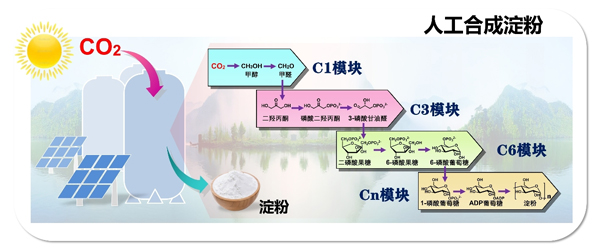 2021年度中国生命科学十大进展公布 人工合成淀粉入选