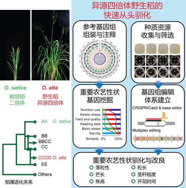 2021年度中国生命科学十大进展公布 人工合成淀粉入选