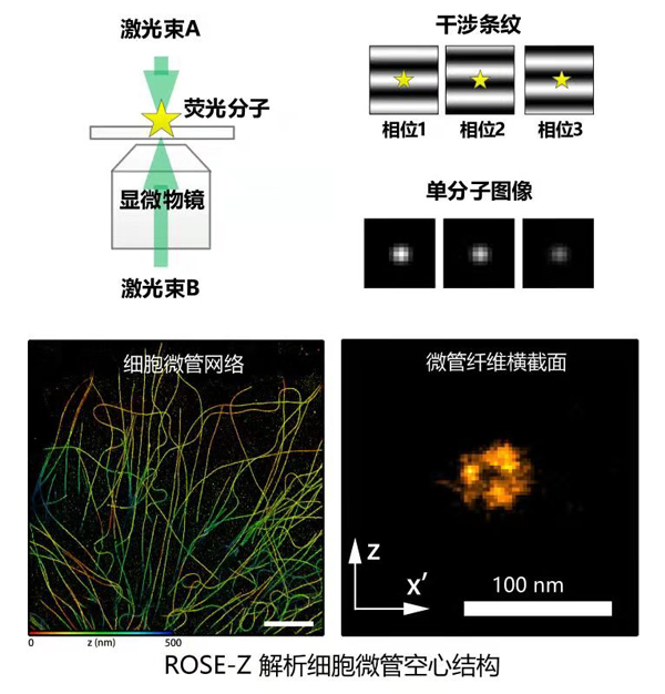 2021年度中国生命科学十大进展公布 人工合成淀粉入选