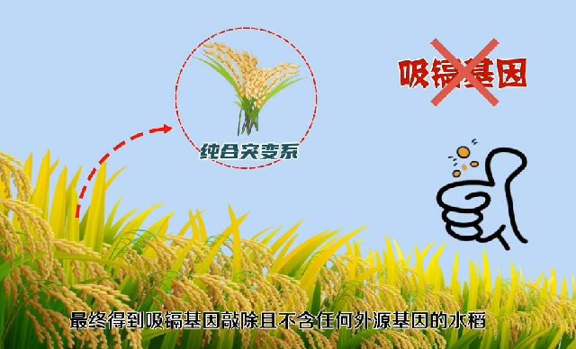 【动画】低镉基因编辑水稻是如何诞生的？