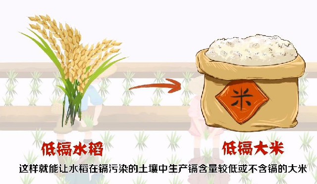 【动画】低镉基因编辑水稻是如何诞生的？
