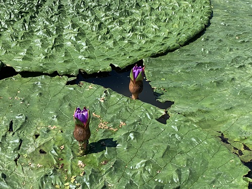 睡莲科芡实进化出巨大叶片快速占领水面空间