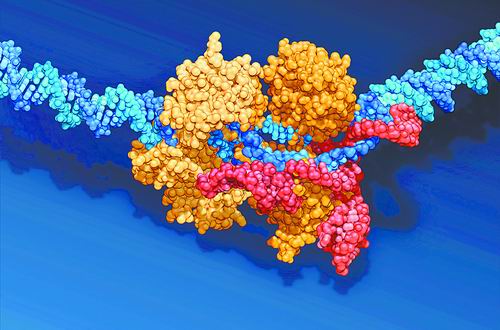 基因编辑疗法可降低有毒蛋白质水平