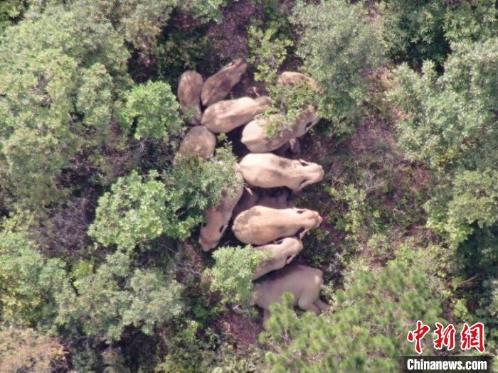 两会直通车：老虎进村、大象北上 中国的野生动物为何活跃了？