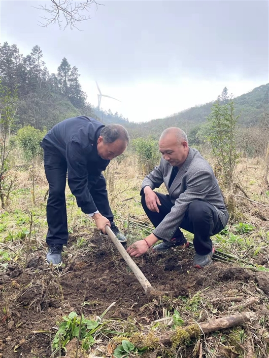 700余株资源冷杉幼苗在南山国家公园“安家”