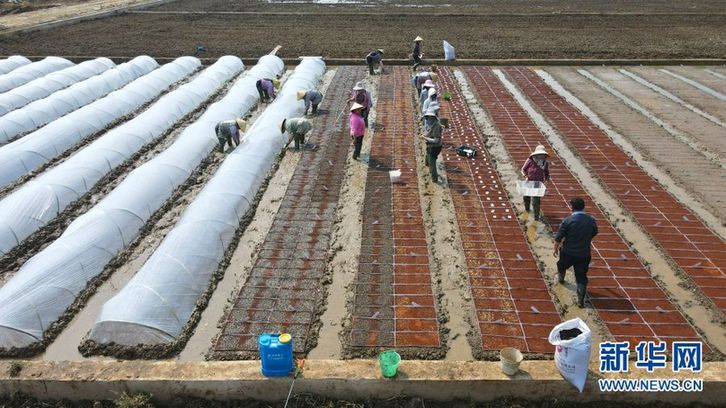 60000份有“身份证”的水稻育种材料在云南施甸开播