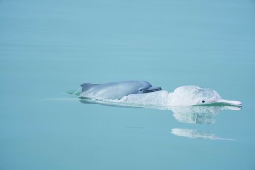 中华白海豚部分种群正经历快速衰退