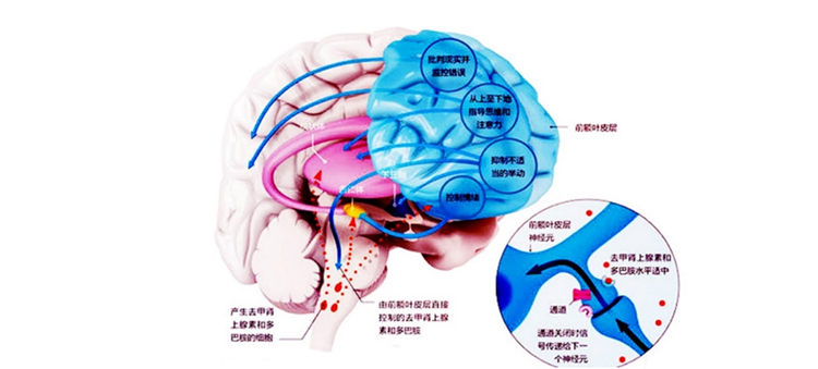 婴儿有情感么？情感是从何而来又将去往何处？——从科学的角度用案例说明正面教育如何做