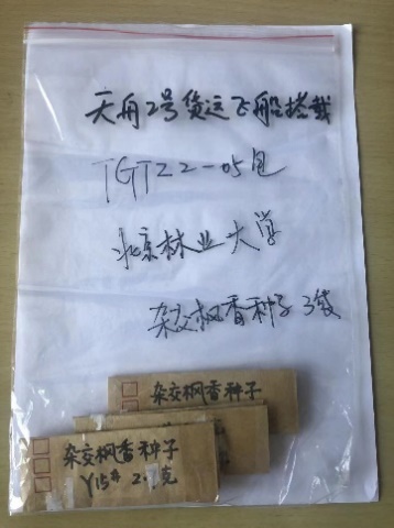 北京林业大学团队航天育种实验加速杂交枫香种质创新