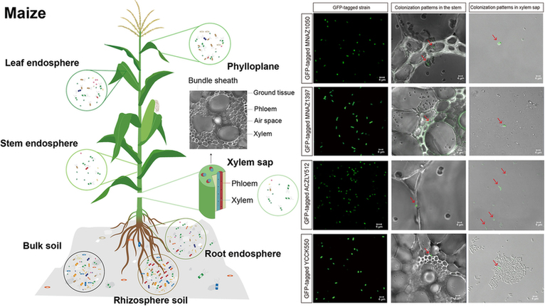 植物也有“肠道菌群”？我科学家发现玉米固氮微生物组