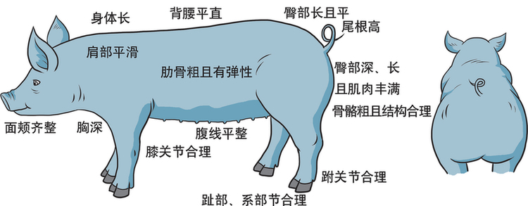 【科学养殖百问百答】怎样选择后备母猪?