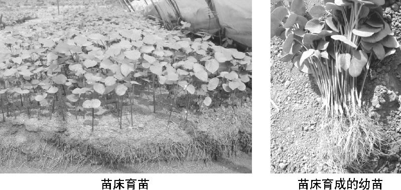 【科学种植百问百答】什么是棉花轻简化栽培技术?它有哪几种育苗方法? 【科学种植百问百答】什么是棉花轻简化栽培技术?它有哪几种育苗方法?