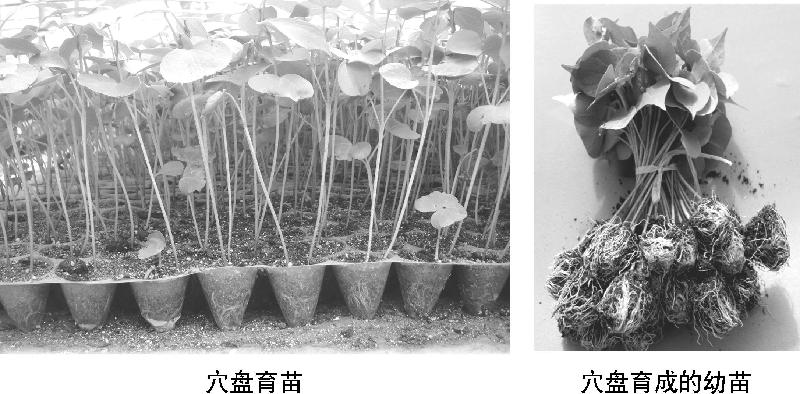 【科学种植百问百答】什么是棉花轻简化栽培技术?它有哪几种育苗方法? 【科学种植百问百答】什么是棉花轻简化栽培技术?它有哪几种育苗方法?