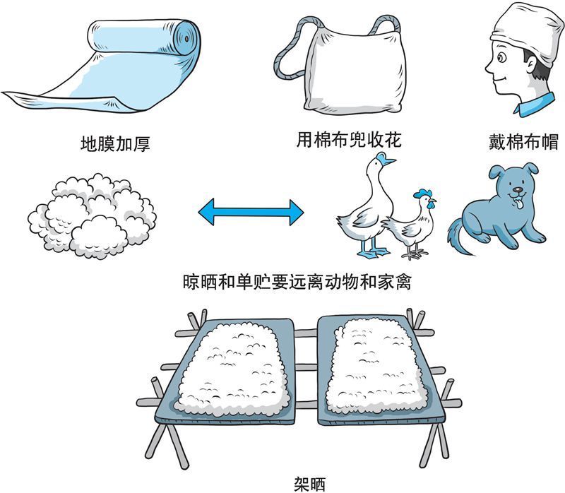 【科学种植百问百答】如何控制“三丝”污染籽棉？