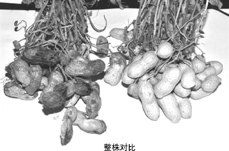 【科学种植百问百答】花生果腐烂是什么引起的？应如何防治？