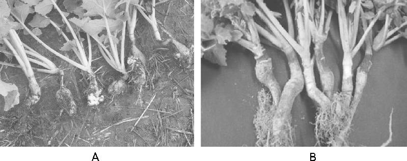 【科学种植百问百答】如何防治油菜根肿病？