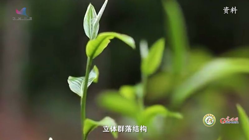 雲南普洱茶：古老而智慧的茶文化系統