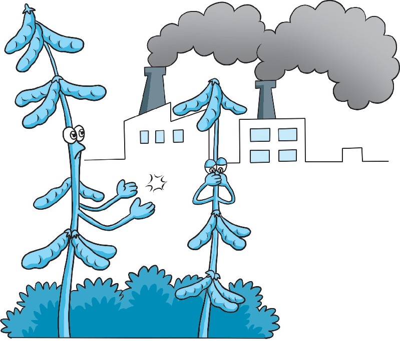 【科学种植百问百答】种植有机大豆有哪些要求？