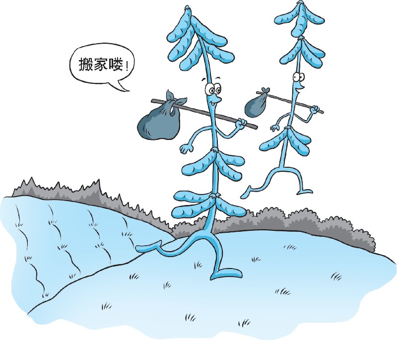 【科学种植百问百答】种植有机大豆有哪些要求？