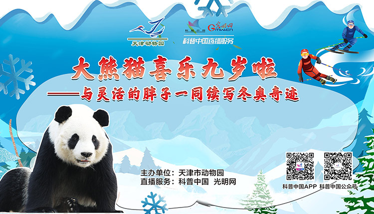 科普中国直播预告|大熊猫喜乐九岁生日会：与灵活的胖子一同续写冬奥奇迹