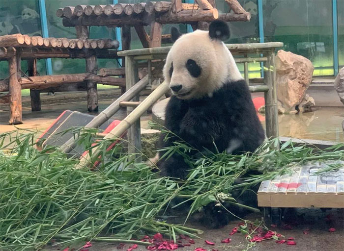 大熊猫喜乐9周岁冬奥主题生日会举行