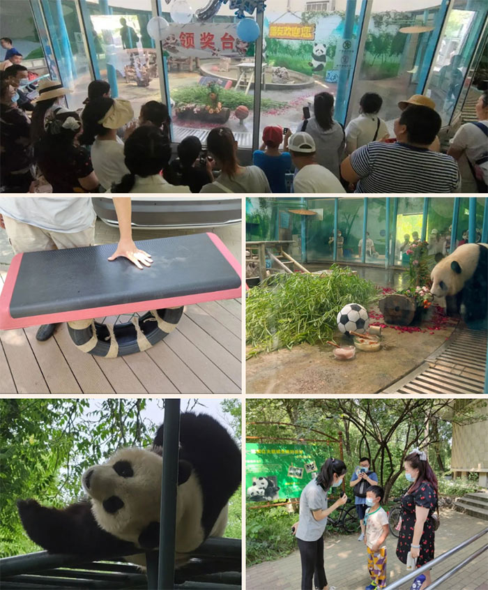 大熊猫喜乐9周岁冬奥主题生日会举行