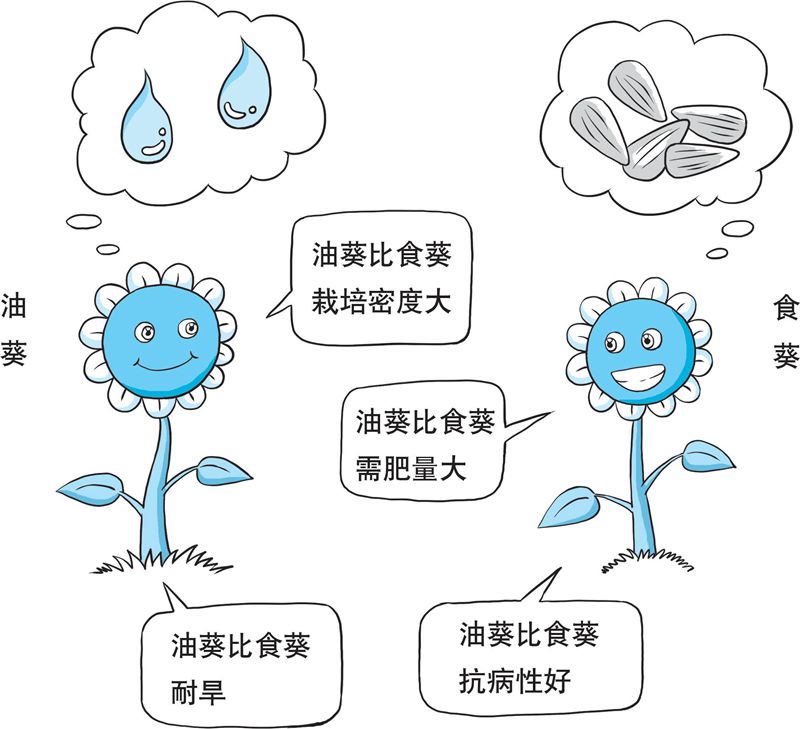 【科学种植百问百答】食葵和油葵栽培上的主要区别是什么？
