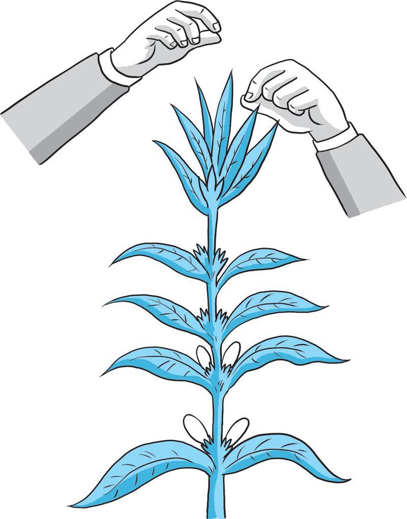 【科学种植百问百答】为什么说芝麻后期打顶能增产？