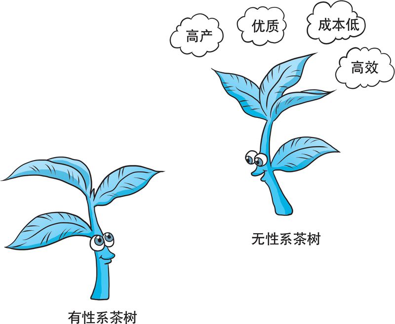 【科学种植百问百答】为什么要种无性系茶树良种？