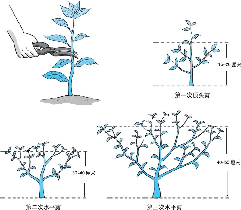 【科学种植百问百答】如何进行茶树修剪？