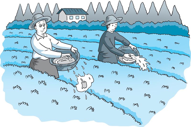 【科学种植百问百答】茶园如何施肥？