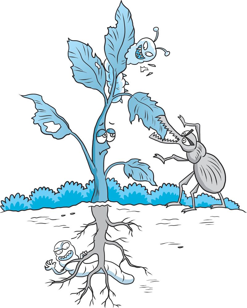 【科学种植百问百答】茶树主要病虫害有哪些？