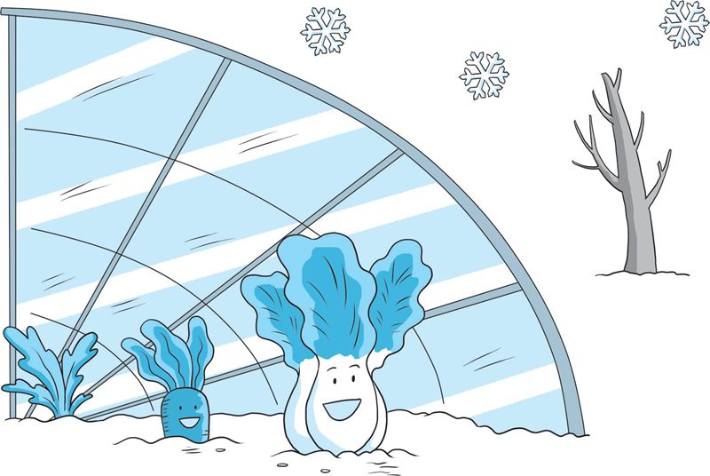 【科学种植百问百答】如何进行蔬菜反季节高效栽培？