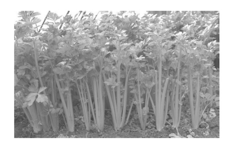 【科学种植百问百答】如何对芹菜进行栽培管理？