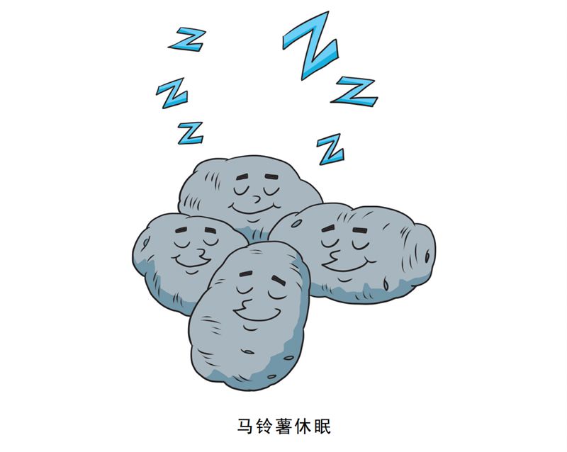 【科学加工百问百答】马铃薯采后有哪些生命活动？
