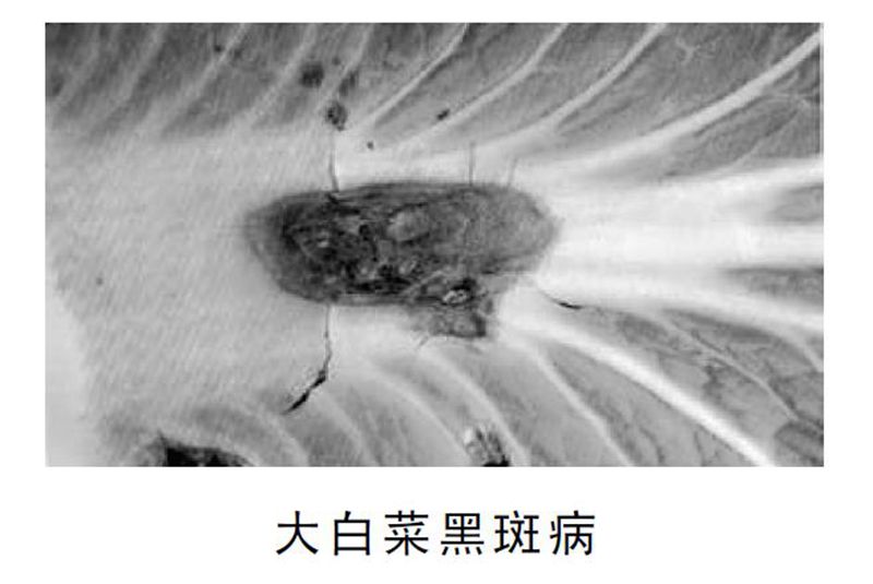 【科学加工百问百答】大白菜贮藏期间容易发生哪些病害？